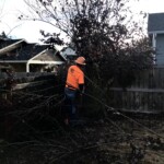 Tree Trimming Services in Medford, OR