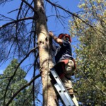 Tree Trimming Services in Medford, OR